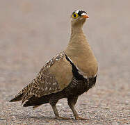 Double-banded Sandgrouse