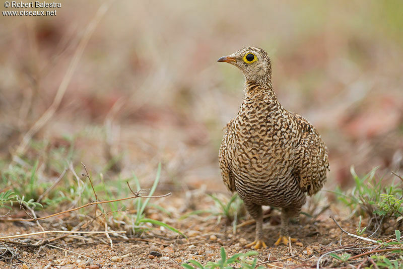 Double-banded Sandgrouse female adult