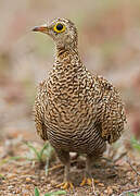 Double-banded Sandgrouse