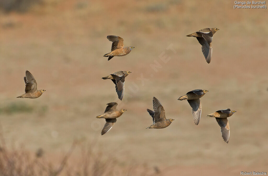 Burchell's Sandgrouse