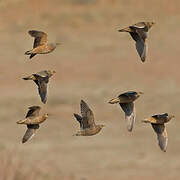 Burchell's Sandgrouse