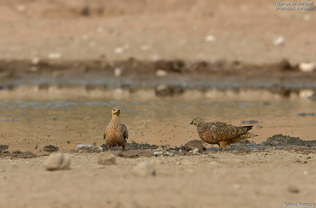 Burchell's Sandgrouseadult