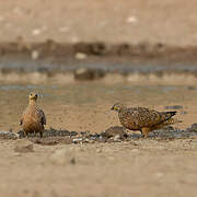 Burchell's Sandgrouse