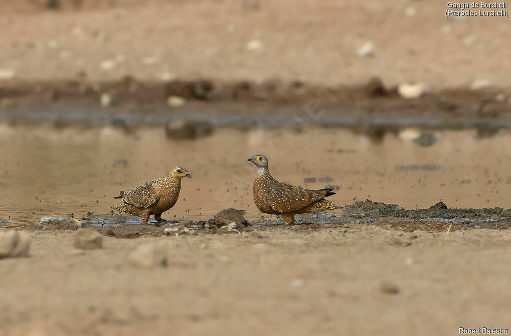 Burchell's Sandgrouseadult