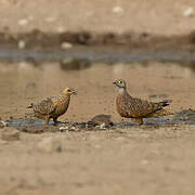 Burchell's Sandgrouse