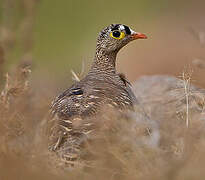 Lichtenstein's Sandgrouse