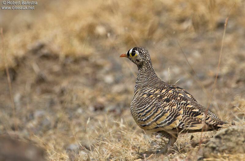 Lichtenstein's Sandgrouse male