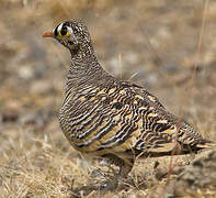 Lichtenstein's Sandgrouse