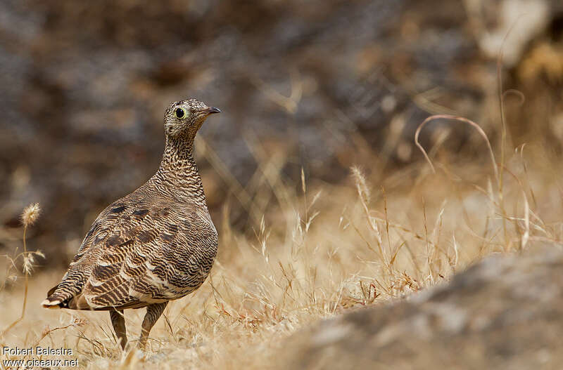 Lichtenstein's Sandgrouse female adult, Behaviour