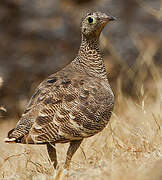 Lichtenstein's Sandgrouse