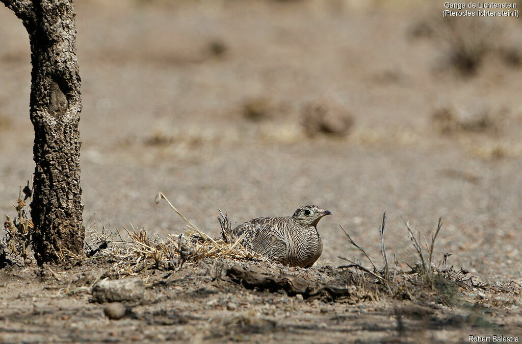 Lichtenstein's Sandgrouse female