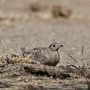 Lichtenstein's Sandgrouse