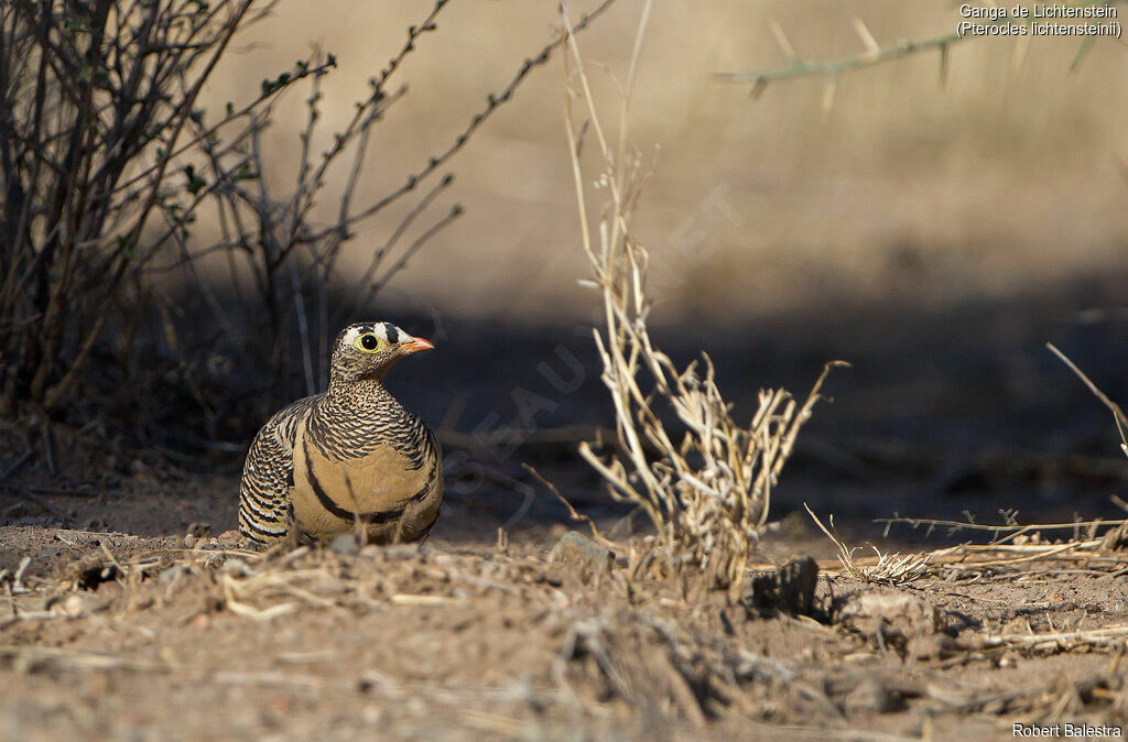 Lichtenstein's Sandgrouse