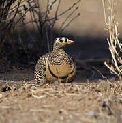 Lichtenstein's Sandgrouse