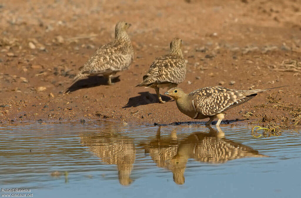 Namaqua Sandgrouse, drinks