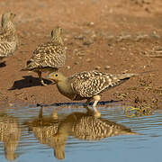 Namaqua Sandgrouse