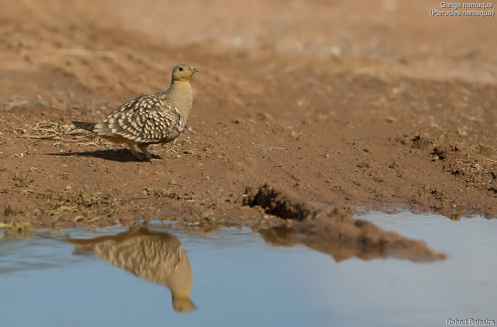 Namaqua Sandgrouse