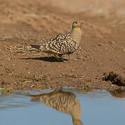 Namaqua Sandgrouse