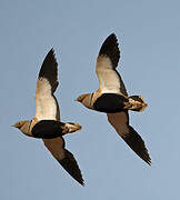 Black-bellied Sandgrouse