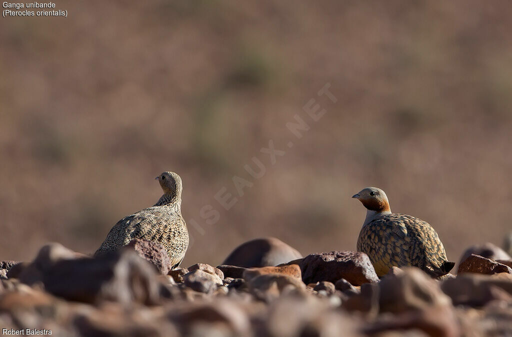 Black-bellied Sandgrouseadult