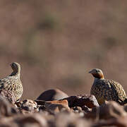 Black-bellied Sandgrouse