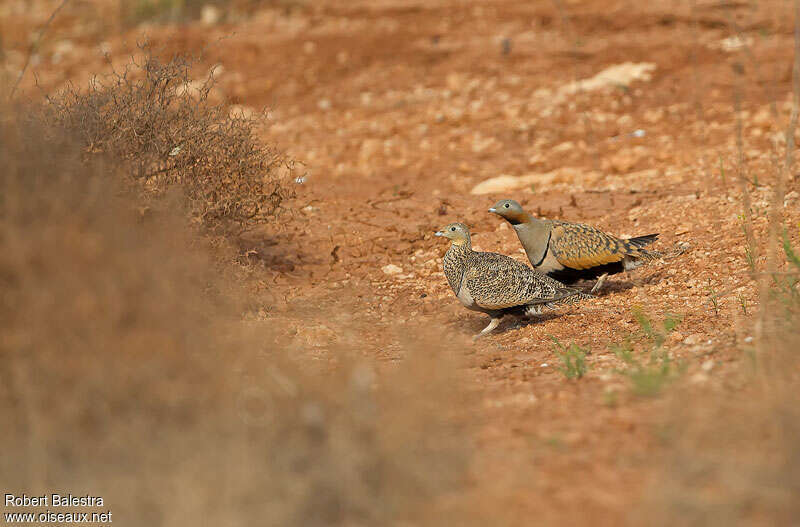 Black-bellied Sandgrouseadult, Behaviour