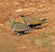 Black-bellied Sandgrouse