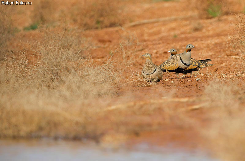 Black-bellied Sandgrouse