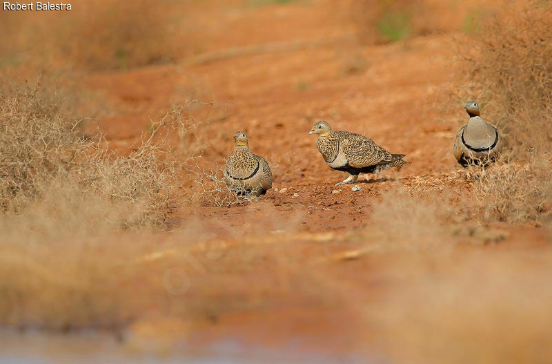 Black-bellied Sandgrouse