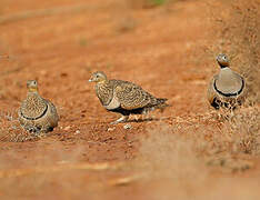 Black-bellied Sandgrouse