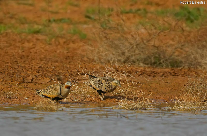 Black-bellied Sandgrouse