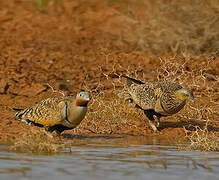 Black-bellied Sandgrouse