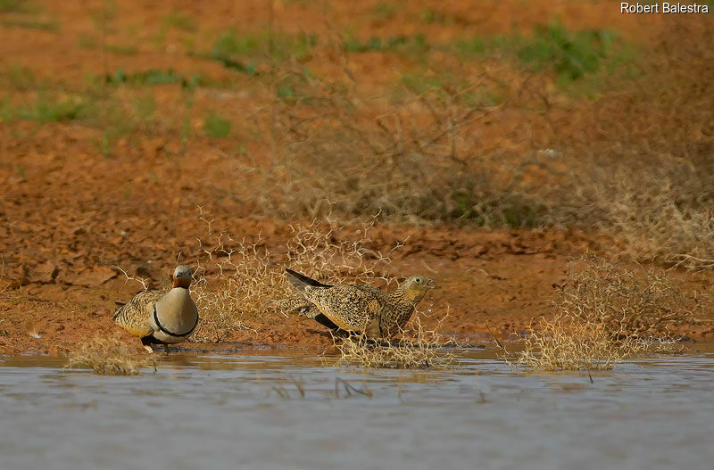 Black-bellied Sandgrouseadult