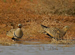 Black-bellied Sandgrouse