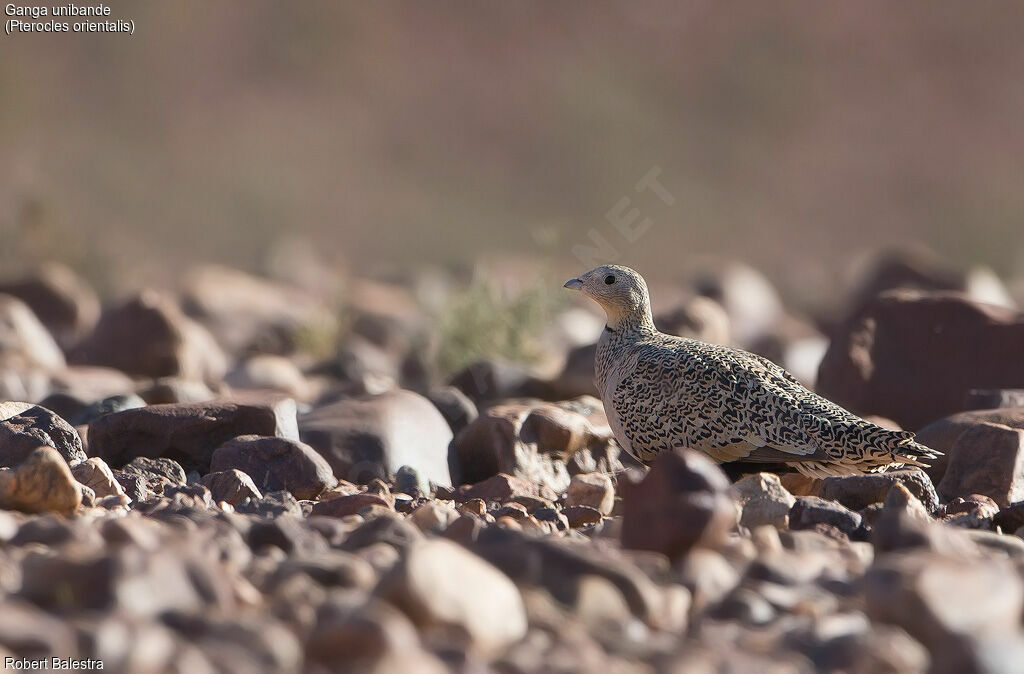 Black-bellied Sandgrouse female