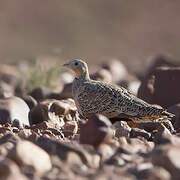 Black-bellied Sandgrouse