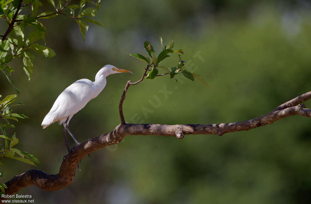 Eastern Cattle Egretadult post breeding, identification