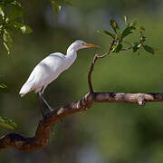 Eastern Cattle Egret