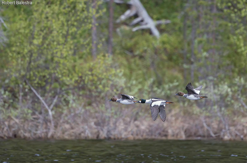 Common Goldeneye