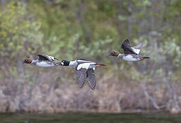 Common Goldeneye