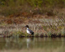 Common Goldeneye