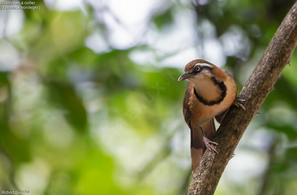 Lesser Necklaced Laughingthrush