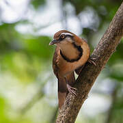 Lesser Necklaced Laughingthrush