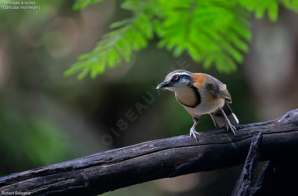 Lesser Necklaced Laughingthrush