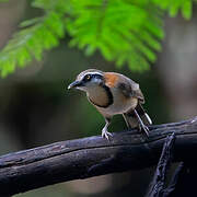 Lesser Necklaced Laughingthrush