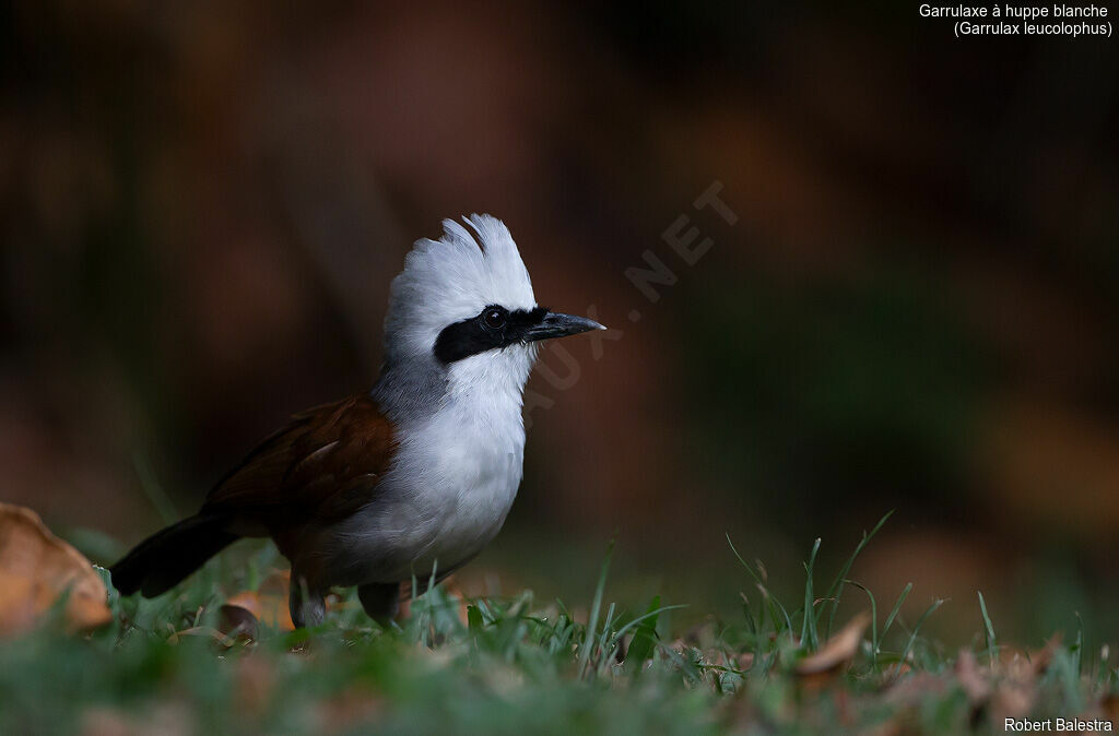 White-crested Laughingthrush