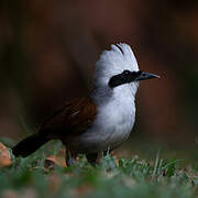 White-crested Laughingthrush