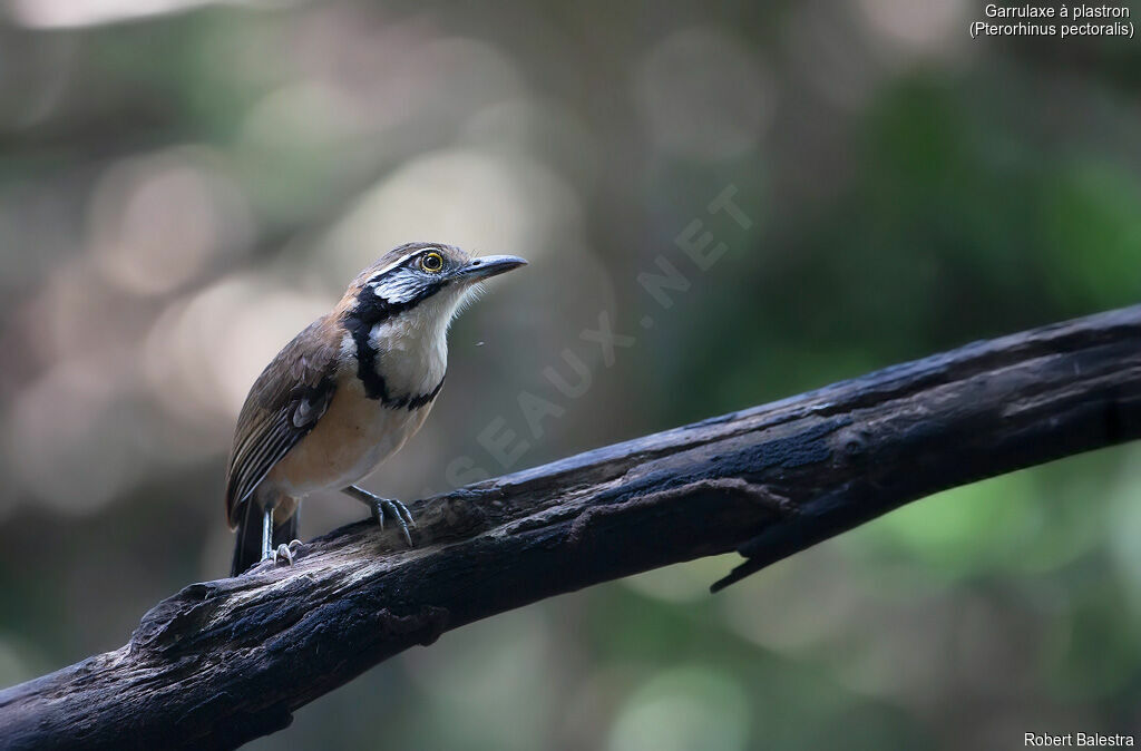 Greater Necklaced Laughingthrush