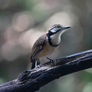 Greater Necklaced Laughingthrush