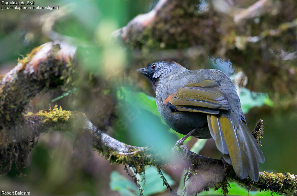 Silver-eared Laughingthrush